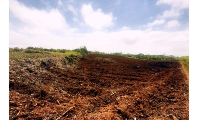 Melrose – Agricultural Land – Sale