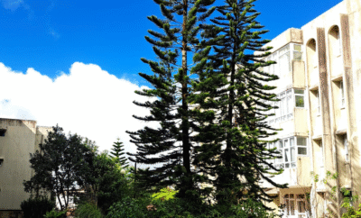 Curepipe – Rental – Apartment